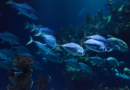 Biodiversidad oceánica: acuerdo mundial sobre la protección y el uso sostenible de los recursos y la biodiversidad en alta mar